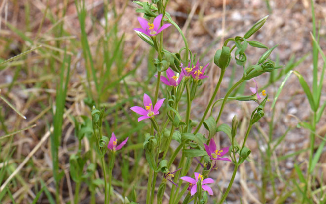 Zeltnera arizonica, Arizona Centaury 
(= Centaurium arizonicum)